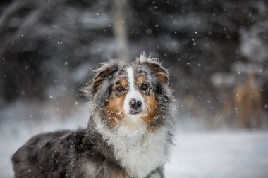 Karlı bir ormanın arka planında Sheltie köpeği
