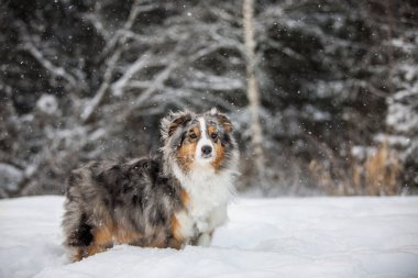 Karlı bir ormanın arka planında Sheltie köpeği