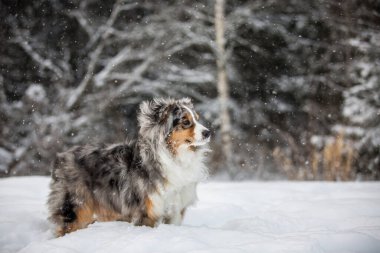 Karlı bir ormanın arka planında Sheltie köpeği