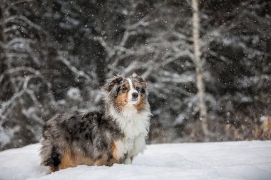 Karlı bir ormanın arka planında Sheltie köpeği