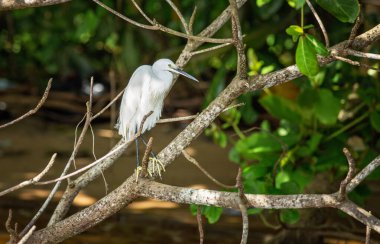Ormanda küçük beyaz balıkçıl