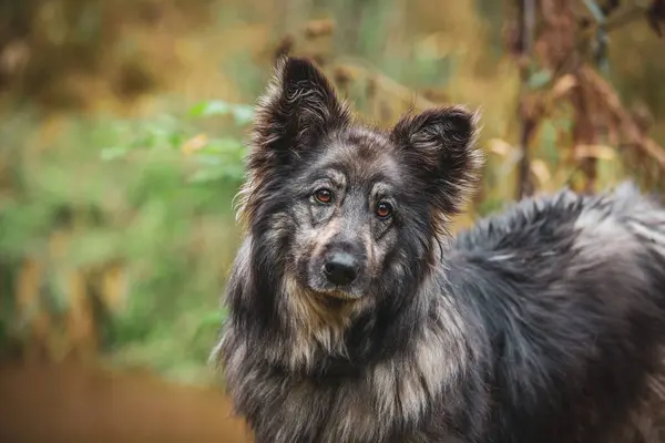 stock image Portrait of fluffy funny dog