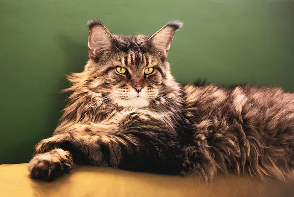 Maine Coon kedi portresi