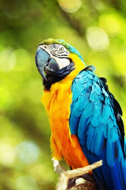 mavi ve sarı Amerika papağanı papağan