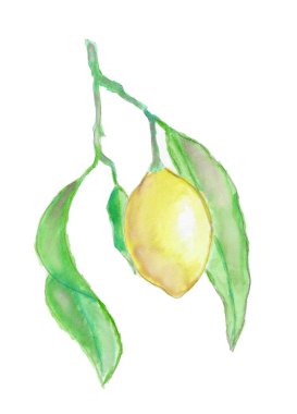 Yapraklı taze limon. Suluboya çizimi.