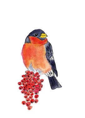 Yaban mersinli yalnız erkek ispinozu