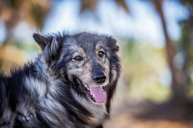 Kumsaldaki komik tüylü köpeğin portresi.
