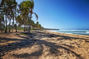Atlantik Okyanusu yakınında palmiyeleri olan güneşli beyaz bir sahil. Yüksek kalite fotoğraf