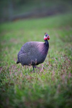 Gine tavukları yeşil alanda yürüyor. Yüksek kalite fotoğraf