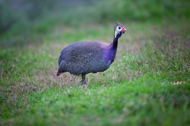 Gine tavukları yeşil alanda yürüyor. Yüksek kalite fotoğraf