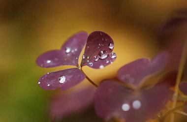 Burgundy clover leaf with raindrops clipart