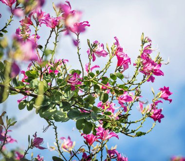 Bauhinia orkide ağacı. Güzel mor çiçekli ağaç dalı. 