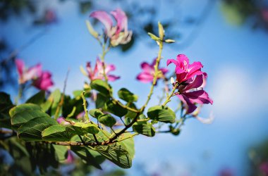 Bauhinia orkide ağacı. Güzel mor çiçekli ağaç dalı. 