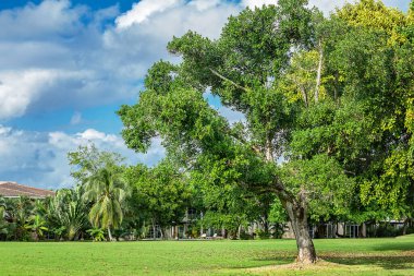 Golf sahasında büyük bir ağaç. Yüksek kalite fotoğraf