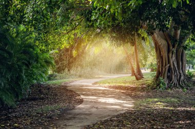 Güzel güneş ışınları olan peri masalı ormanı. Yüksek kalite fotoğraf