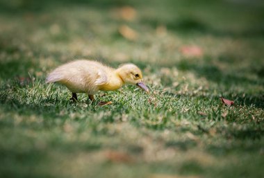 Küçük şirin ördek yavrusu yeşil çimlerde