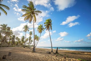 Dominik Cumhuriyeti plajı 