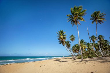 Dominik Cumhuriyeti 'ndeki plaj tropikal okyanus manzarası