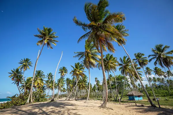 Dominik Cumhuriyeti, Miches - Nisan 06, 2025: Plajda tipik Dominik evi olan tropikal manzara 