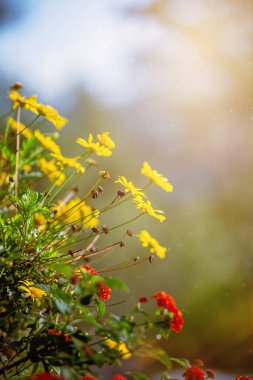 Altın Daisy Bush Euryops pectinatus ve Lantana Camara çalıları günbatımına karşı kırmızı çiçeklerle. 