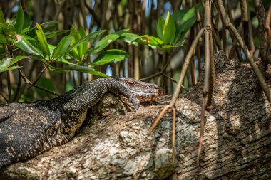 Büyük Asya su monitörü kertenkele mangrov ağacı dalında dinleniyor.