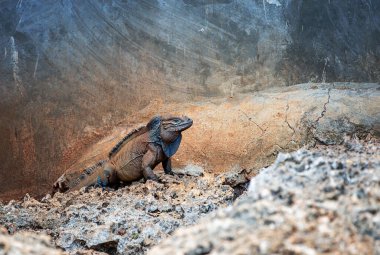 Sıcak bir öğleden sonra güneşi altında kayalık arazide dinlenen vahşi iguana.
