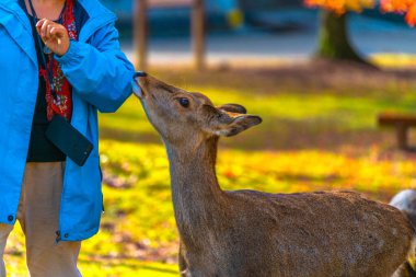 Japonya 'nın ünlü Nara geyiği. Sika Geyik Cervus Nippon Nara, Japonya