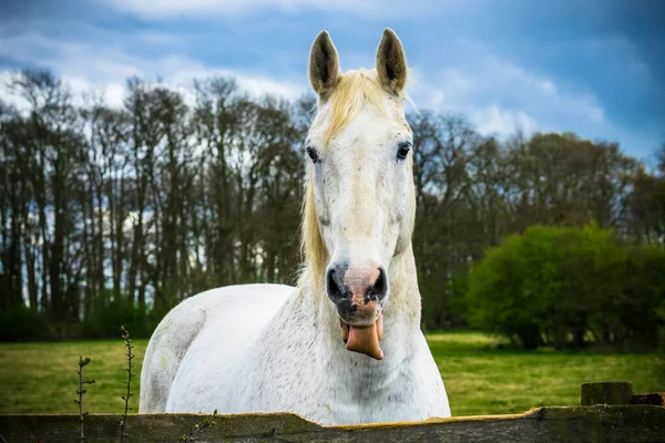 Retrato Cavalo Branco Mostra Língua Imagem De Stock