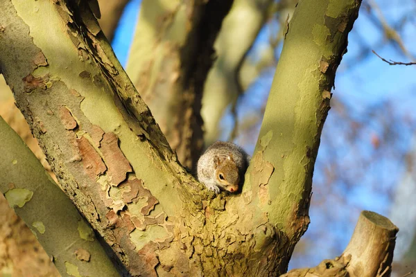 Esquilo Sentado Uma Árvore Dia Ensolarado — Fotografia de Stock