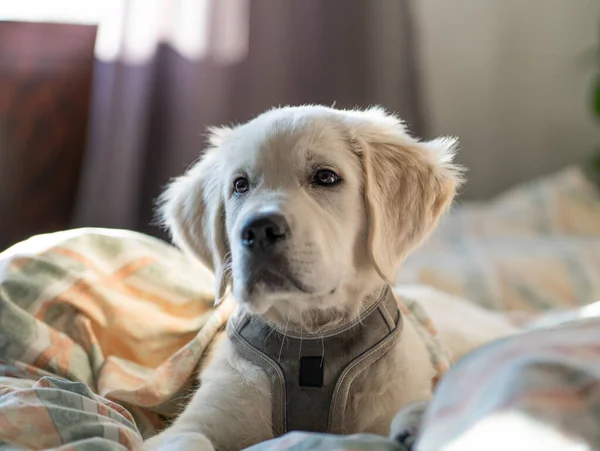 Altın av köpeği portresi yatak çarşaflarında yakalandı. 