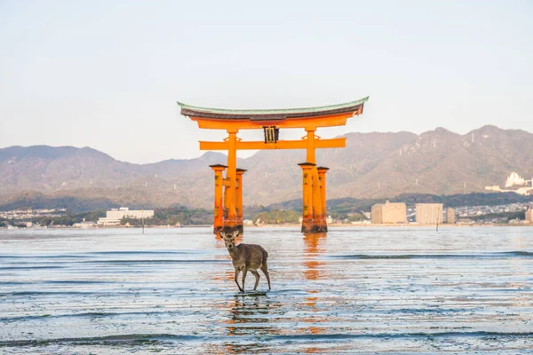 Twee Herten Voor Torii Poort Bij Itsukushima Shinto Heiligdom Miyajima — Stockfoto