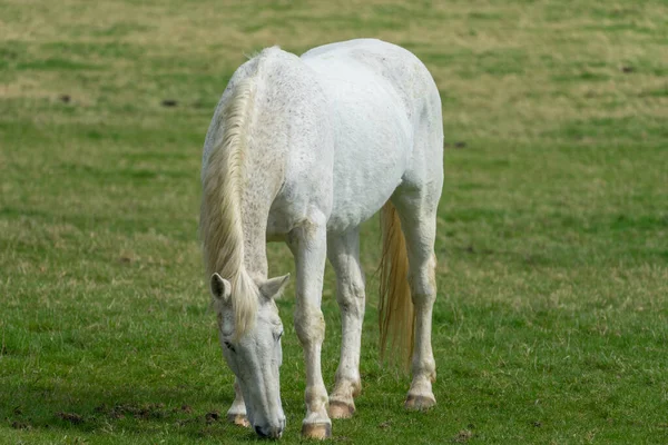 Biały Koń Zielonej Łące — Zdjęcie stockowe