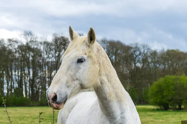 Kůň Portrét Zelené Louce — Stock fotografie