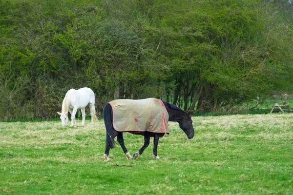 Cavallo Prato Verde — Foto Stock