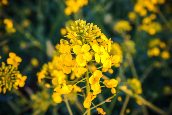 stock image Close up view of yellow blooming rape flower 