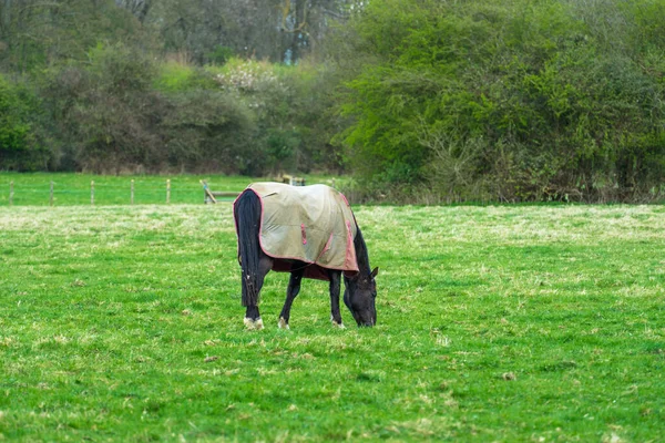 Cavalo Prado Verde — Fotografia de Stock