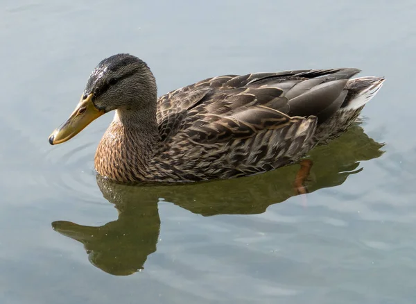 Ente Nahsicht Mit Spiegelung — Stockfoto