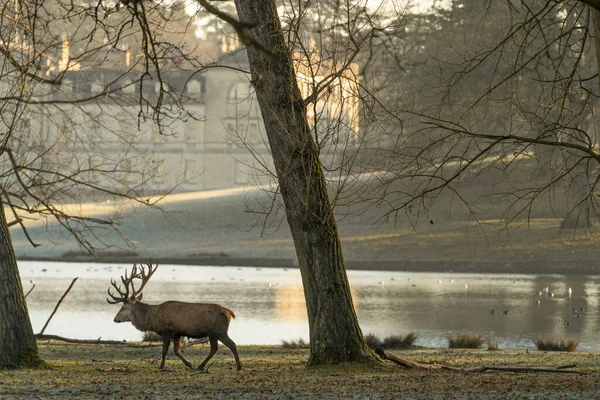 stock image Wild deer walking in the park. Woburn park in England