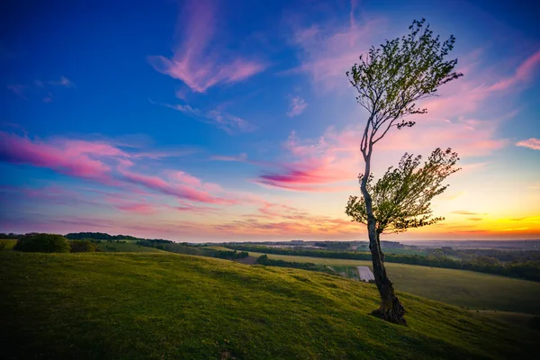 Lonley Boom Bij Kleurrijke Zonsondergang — Stockfoto