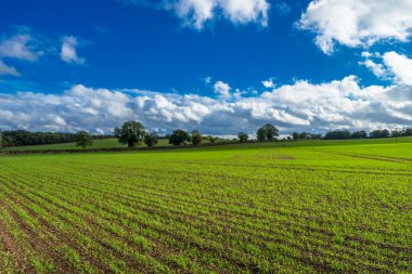 İngiltere 'de güneşli bir günde yeşil tarla
