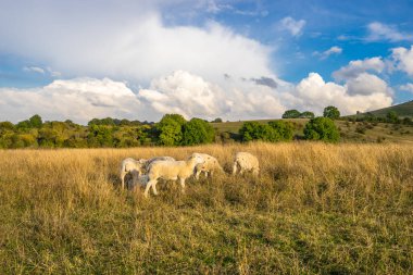 Güneşli bir günde otlakta koyunlar 