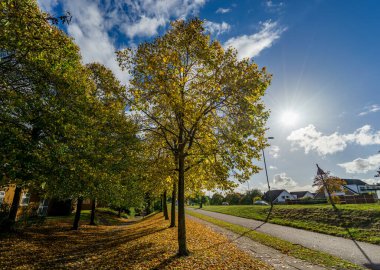 Autumn leaves with sun flare in Stevenage. England clipart