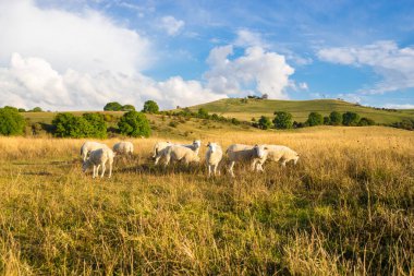Koyunlar çayırda. İngiltere 'nin manzarası