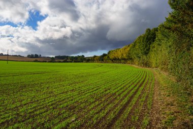 İngiltere 'de güneşli bir günde yeşil tarla