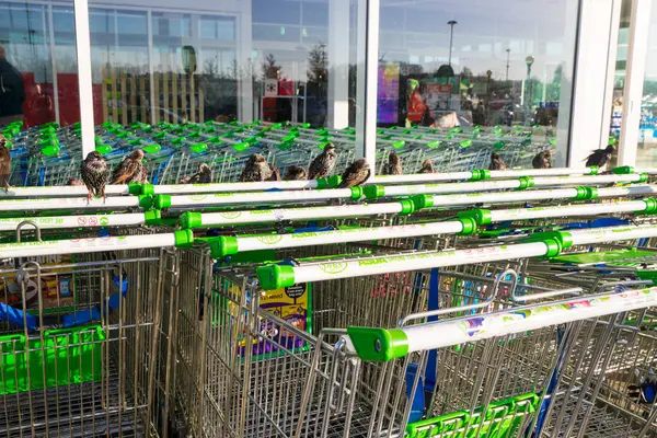 stock image BLETCHLEY,UK - NOVEMBER 14TH, 2017: Asda Supermarket trolleys outside superstore in Bletchley