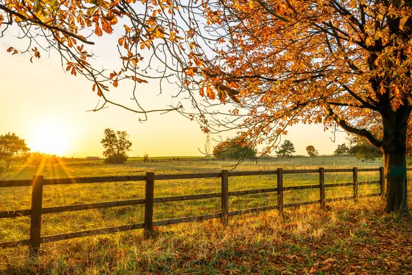 Günbatımında sonbahar ağacı ve çayır