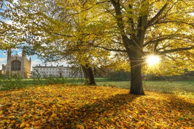 Cambridge 'de sonbahar manzarası. İngiltere