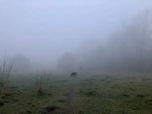 fog in the forest. fog in the morning. walking the dog