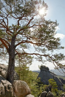 Dağlarda bir kayanın tepesinde bir çam ağacı yetişir.