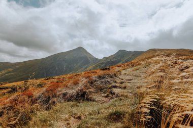 Dağ sırası sarı otlarla kaplıdır.